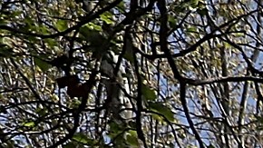 PayPal ahora con criptomonedas.