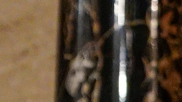 WASHINGTON, DC - APRIL 28:  Vice President Kamala Harris and House talks with Speaker Nancy Pelosi (D-Calif.)  before  President Joe Biden addresses a joint session of Congress, in Washington, DC. On the eve of his 100th day in office, Biden spoke about his plan to revive America’s economy and health as it continues to recover from a devastating pandemic. He delivered his speech before 200 invited lawmakers and other government officials instead of the normal 1600 guests because of the ongoing COVID-19 pandemic.  (Photo by Melina Mara-Pool/Getty Images)