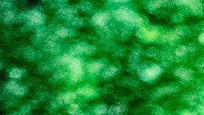 Members of the Wall of Vets, a group of military veterans, stand between the Mark O. Hatfield United States Courthouse and the Justice Center during a night of protest against racial injustice on July 31, 2020 in Portland, Oregon. - US federal officers will stay in the protest-wracked city of Portland until local law enforcement officials finish a "cleanup of anarchists and agitators," the US President said. The forces -- whose deployment was seen by many as part of the president's law-and-order strategy for re-election and exacerbated tensions between authorities and anti-racism protestors -- had been scheduled to begin their phased pullout from Portland on July 30. (Photo by Alisha JUCEVIC / AFP) (Photo by ALISHA JUCEVIC/AFP via Getty Images)