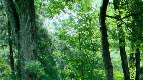 Buscan jardineros virtuales.