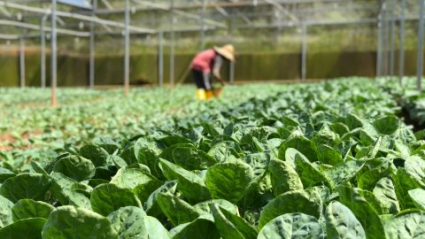 La autoridad reportó que los mexicanos llegaron a la isla por medio de la visa H2-A, la cual permite a trabajadores agrícolas laborar temporalmente en Estados Unidos o en sus territorios.