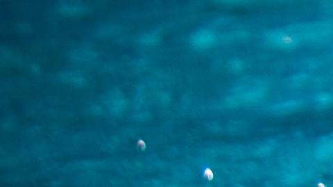 Actualmente, hay más de 3,000 piscinas enumeradas en el sitio, muchas de las cuales cuestan menos de $50 por hora para alquilar, o incluso hay descuentos disponibles para múltiples reservas.