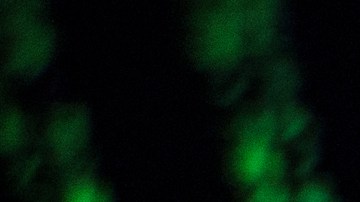 LONDON, ENGLAND - APRIL 25: In this photo illustration of the litecoin, ripple and ethereum cryptocurrency 'altcoins' sit arranged for a photograph on April 25, 2018 in London, England. Cryptocurrency markets began to recover this month following a massive crash during the first quarter of 2018, seeing more than $550 billion wiped from the total market capitalisation. (Photo by Jack Taylor/Getty Images)