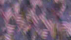 Ofertas Memorial Day