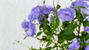 Descuentos del Día de las Madres