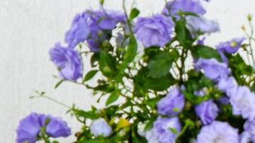 Descuentos del Día de las Madres