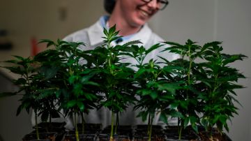 A worker holds a tray with cannabis cuttings at the new European production site of Tilray medical cannabis producer, in Cantanhede, on April 24, 2018. - The Canadian company Tilray, which aims to become one of the world's leaders in the therapeutic cannabis industry, inaugurated its European production site today in the central Portuguese town of Cantanhede. (Photo by PATRICIA DE MELO MOREIRA / AFP)        (Photo credit should read PATRICIA DE MELO MOREIRA/AFP via Getty Images)