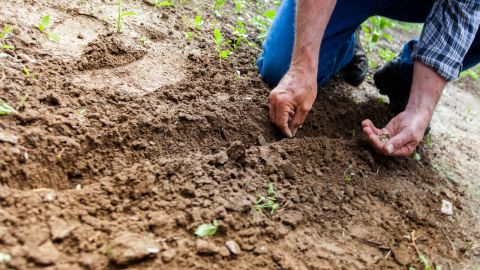 Agricultor