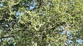 Cuánto cuestan los detalles de lujo en auto que no es de lujo