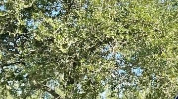 Cuánto cuestan los detalles de lujo en auto que no es de lujo