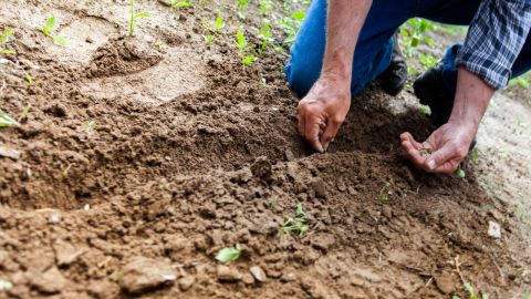 Agricultores