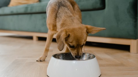 Comida para perro