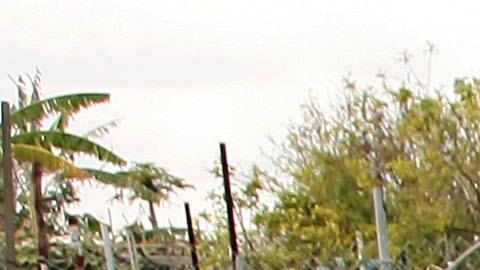 Inmigrantes latinos en Estados Unidos