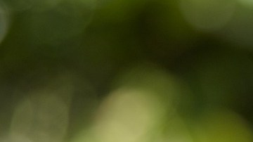 El IRS invita a los contribuyentes jefes de familia y matrimonios a actualizar sus ingresos, si estos sufrieron grandes cambios en el año.
