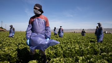 Inmigrante agricultor