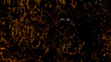 Cámara de Representantes