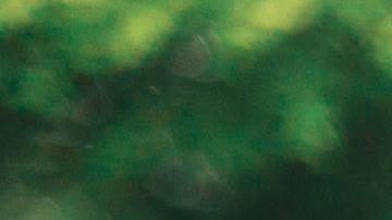 Este 11 de noviembre se honra el valor de los veteranos y militares en servicio activo durante el Veteran's Day.