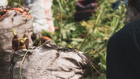 El trabajo en el campo es sólo una de las decenas de industrias en las que hay trata laboral en Estados Unidos.
