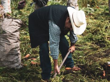 El trabajo en el campo es sólo una de las decenas de industrias en las que hay trata laboral en Estados Unidos.