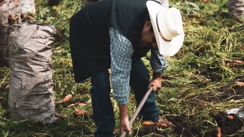 El trabajo en el campo es sólo una de las decenas de industrias en las que hay trata laboral en Estados Unidos.