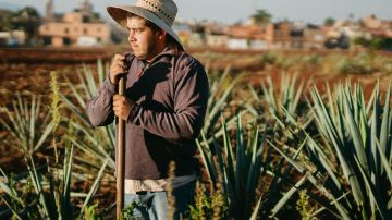 Agricultor latino en EEUU