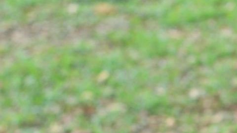 Crédito Tributario por Hijos
