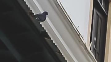 Foto de la bandera de Puerto Rico colgando del balcón de una casa