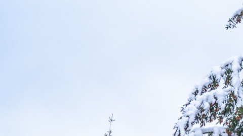 Alaska