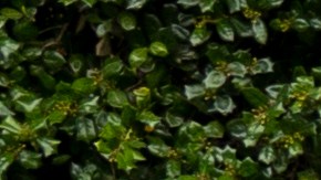 conductor repartidor de Amazon