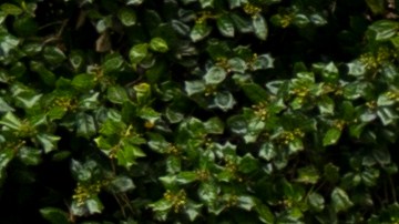 conductor repartidor de Amazon