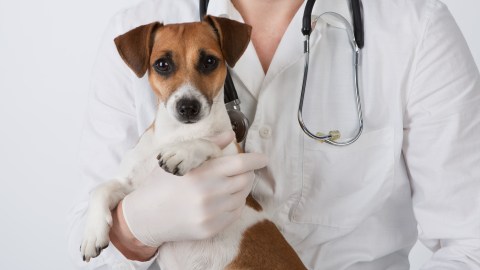 veretinario y otras gastos de mascotas