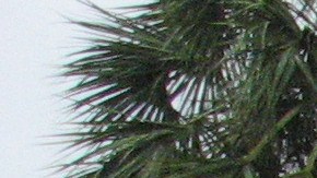 La FEMA anuncia asistencia federal para afectados por el Huracán Ian en South Carolina: cómo solicitarla