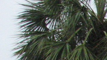 La FEMA anuncia asistencia federal para afectados por el Huracán Ian en South Carolina: cómo solicitarla