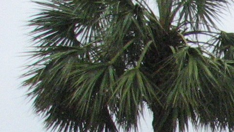 La FEMA anuncia asistencia federal para afectados por el Huracán Ian en South Carolina: cómo solicitarla