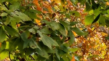 COLA del Seguro Social