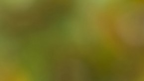 graduados de universidad en estados unidos