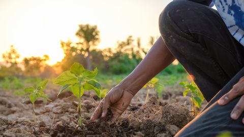 Cómo empezar una granja en Estados Unidos con ayuda del Departamento de Agricultura