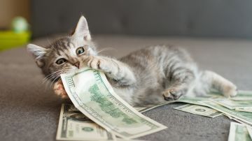 mascotas para ganar dinero