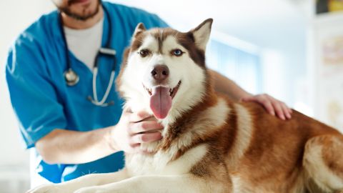 veterinario