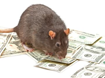plagas de ratas comen dinero