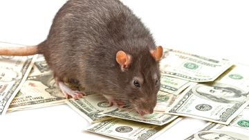 plagas de ratas comen dinero
