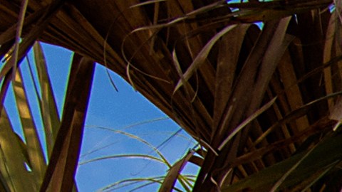 SNAP Florida