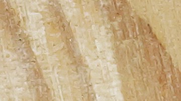 Solicitud de Autorización de Empleo y asilo