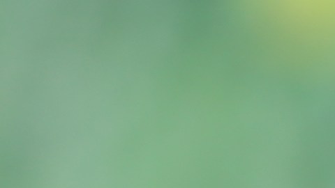 Seguro de Discapacidad del Seguro Social