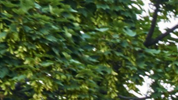 Programa STAR de Nueva York