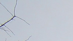 Lotería de viviendas de alquiler en Nueva York