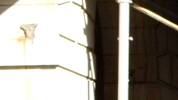 Protesta de conductores de Uber, Lyft, Amazon y DoorDash