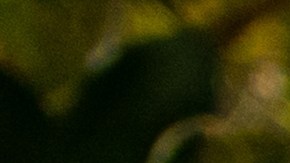 Alquiler asequible de Florida