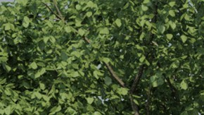 Programa de alivio por inundaciones en California