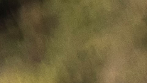 Derechos para trabajadores agrícolas inmigrantes